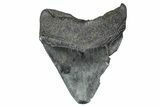 Serrated, Fossil Megalodon Tooth - South Carolina #367984-1